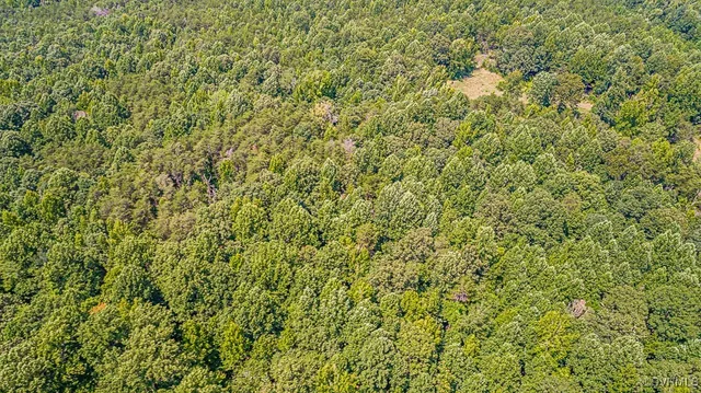 a close up of a plant in a field