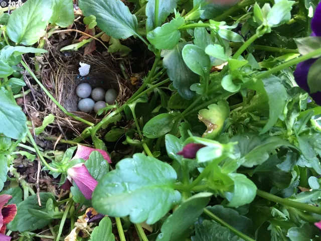 a view of a front of a house with a yard