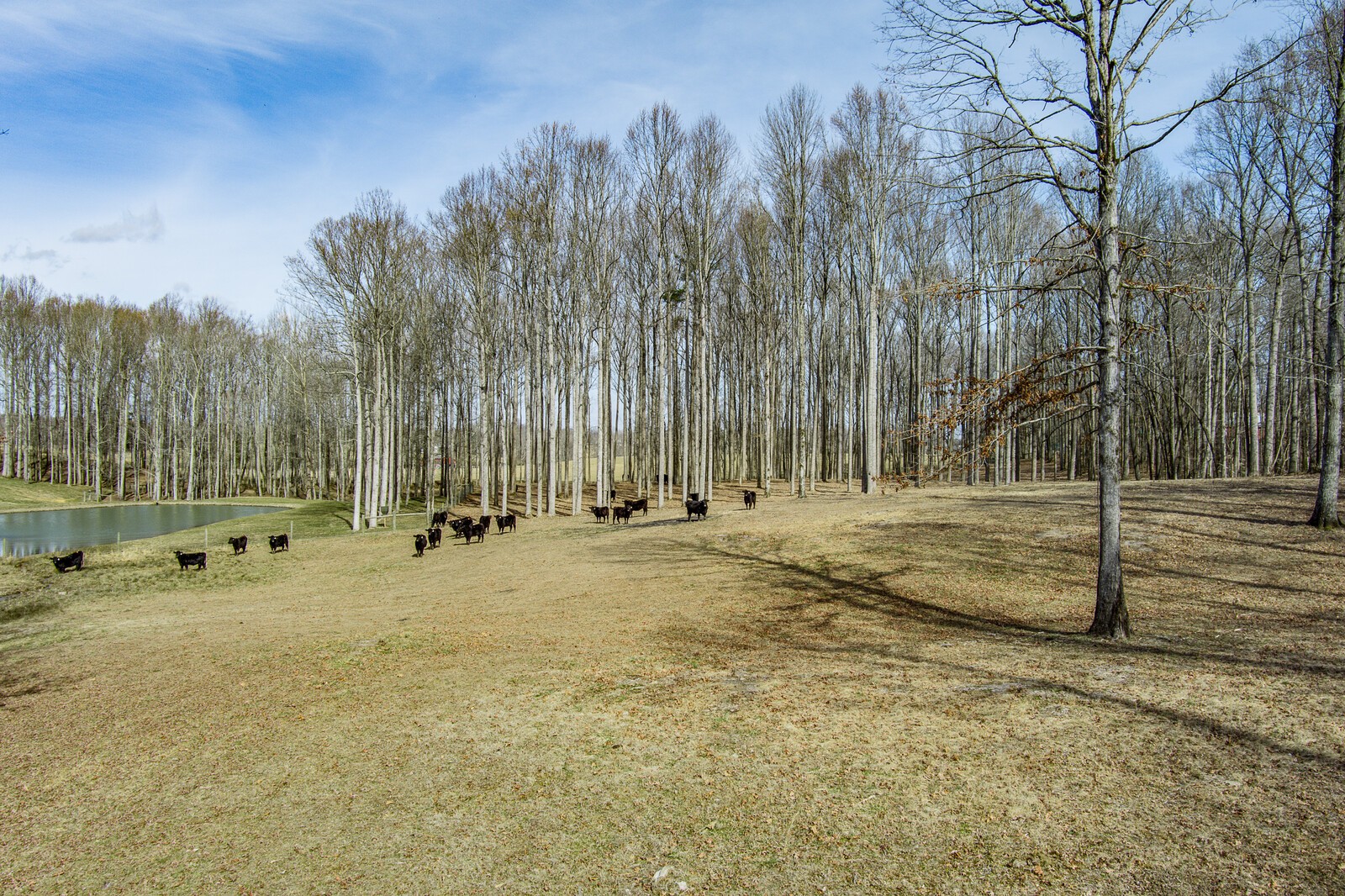 4250 Moss Road Baxter, TN 38544 - Photo 17 of 69 a view of a park with trees in the background