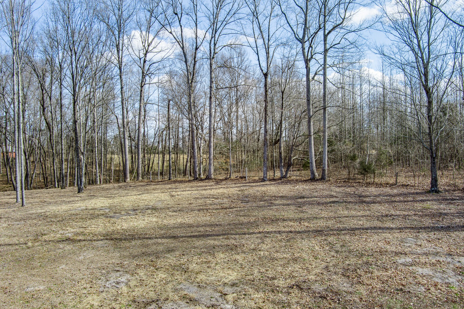 4250 Moss Road Baxter, TN 38544 - Photo 21 of 69 a view of dirt yard with large trees