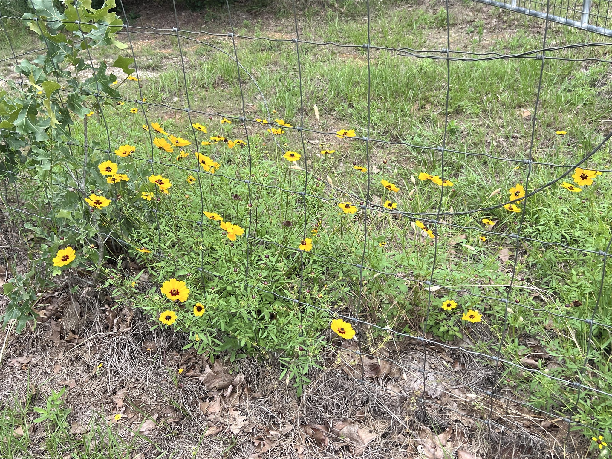 160 Rosanky Cattle Company Road, Unit R Smithville, TX 78957 - Photo 7 of 19 a view of yard with green space