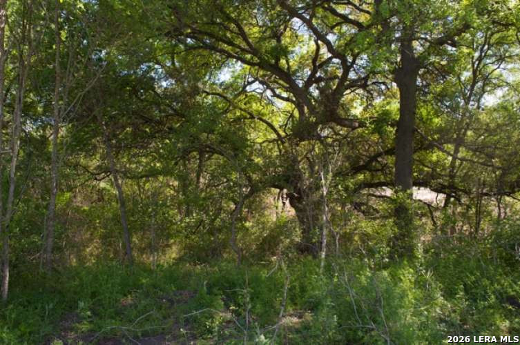 5797 Blacksmith Way Marion, TX 78124 - Photo 3 of 6 a view of a tree in a yard