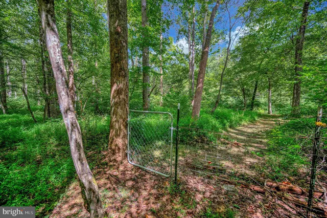 a view of a forest with a street