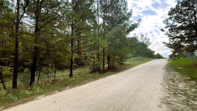 a view of a garden with a tree