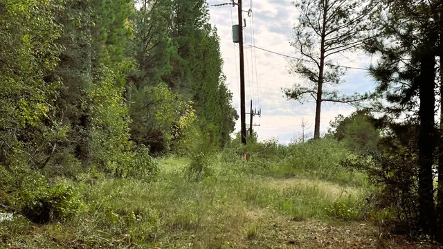 a view of a forest with a tree