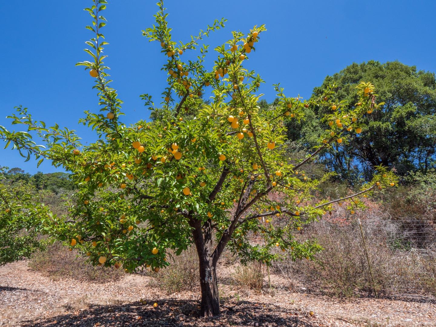 700 Enos Lane Watsonville, CA 95076 - Photo 37 of 56 a picture of flowers