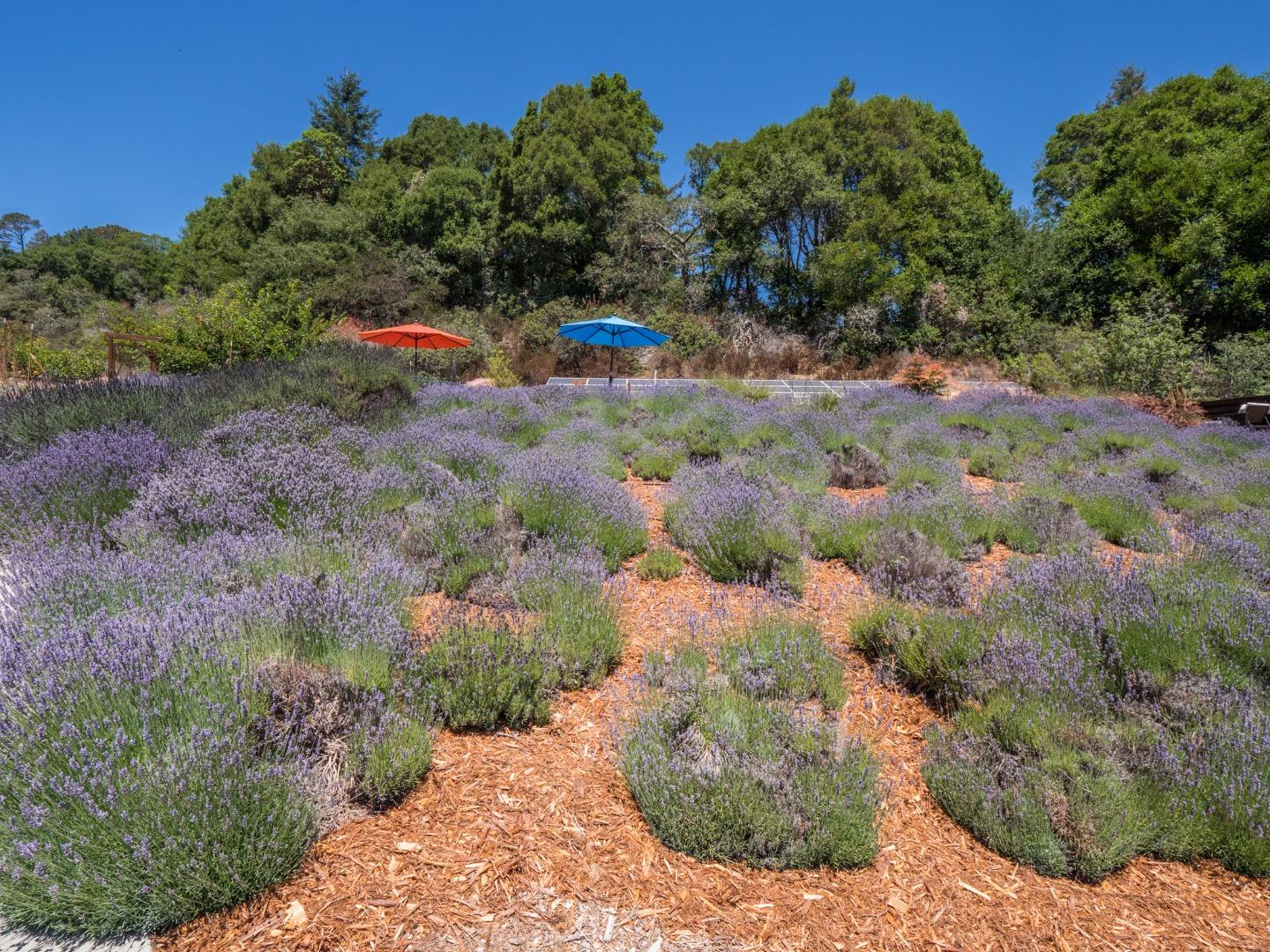 700 Enos Lane Watsonville, CA 95076 - Photo 42 of 56 a view of a tree with a yard