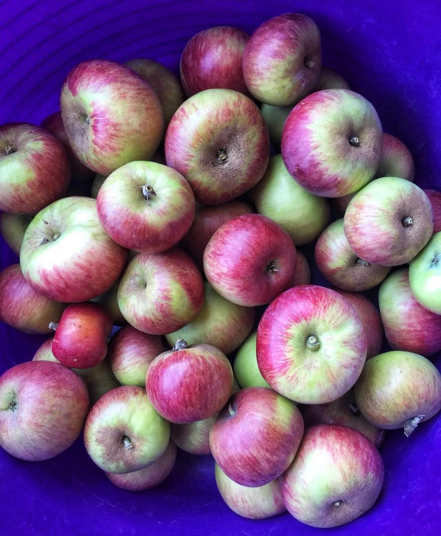 700 Enos Lane Watsonville, CA 95076 - Photo 51 of 56