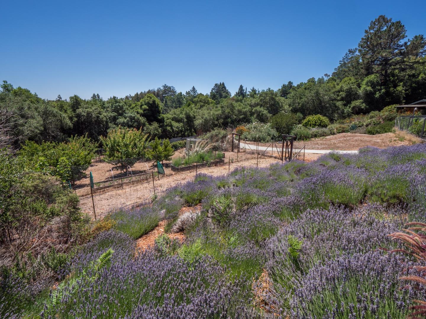 700 Enos Lane Watsonville, CA 95076 - Photo 56 of 56 a view of a forest with trees in the background