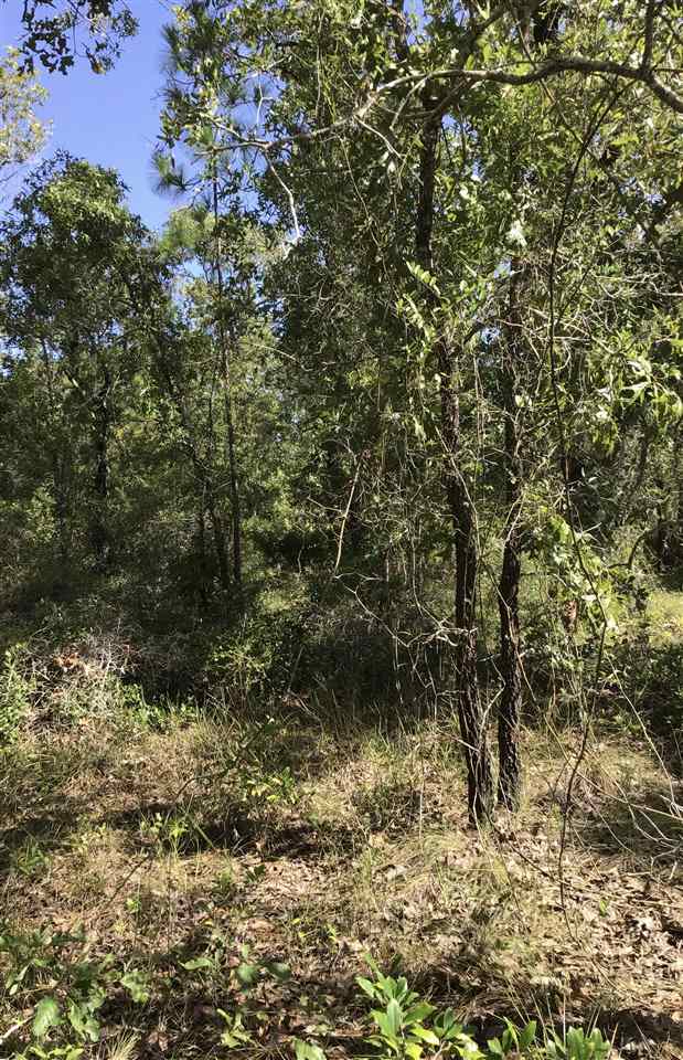 0 Live Oak Road Perry, FL 32348 - Photo 3 of 4 Gallery Image 3