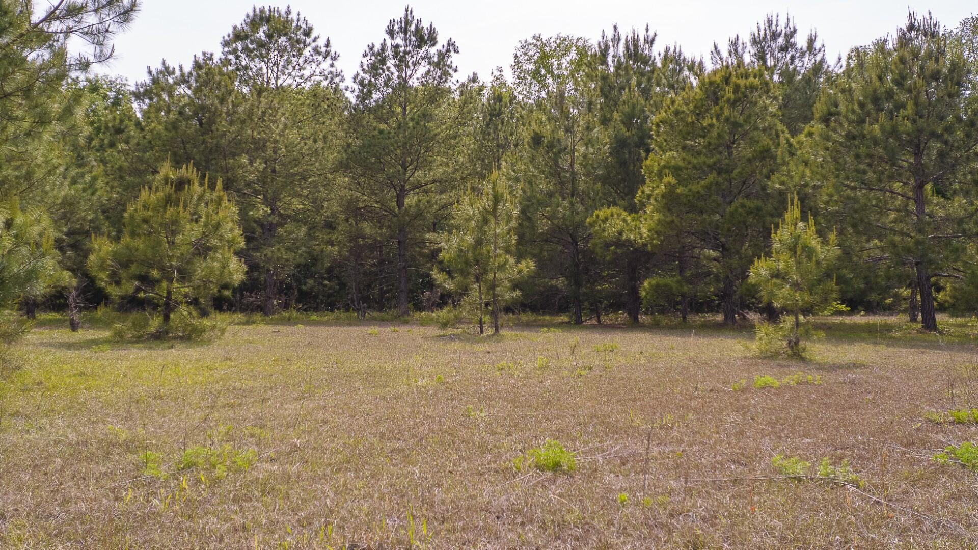 6 Pompey Road Manning, SC 29102 - Photo 28 of 65 Pompey Rd-Prince-42