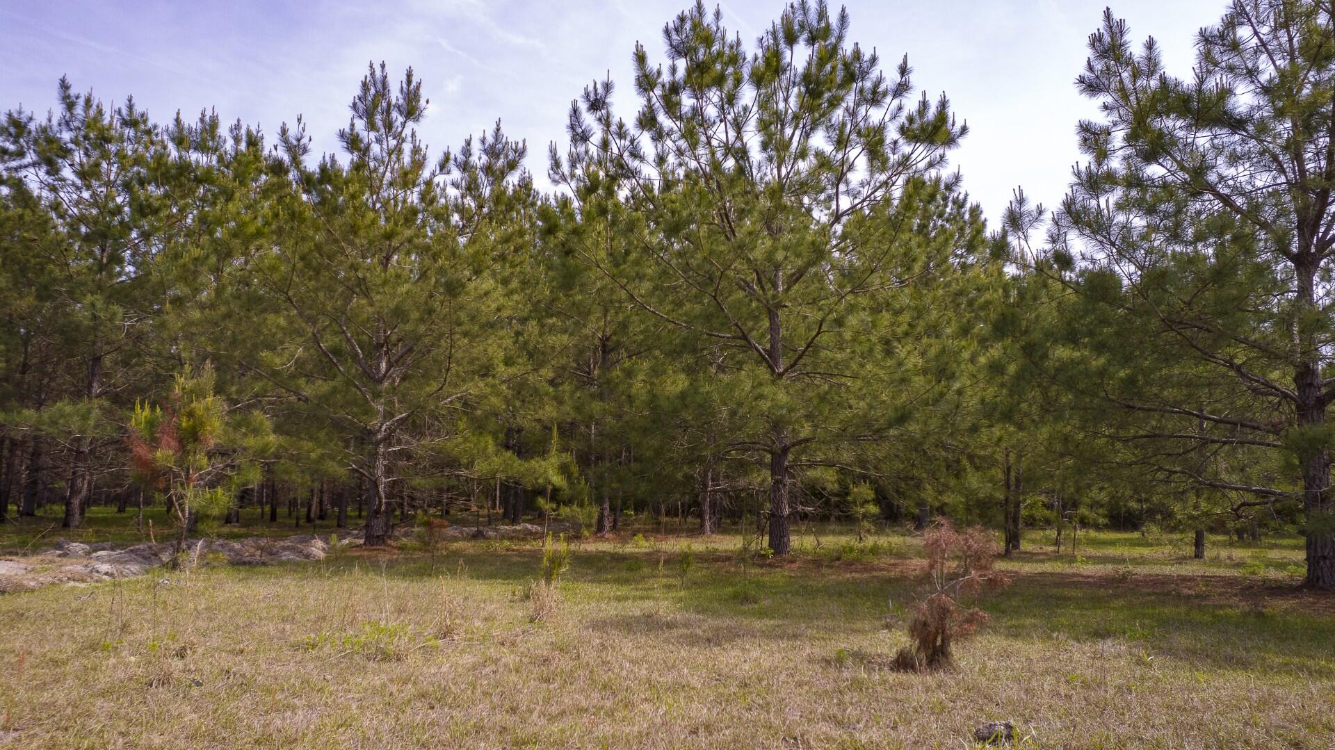 6 Pompey Road Manning, SC 29102 - Photo 29 of 65 Pompey Rd-Prince-43