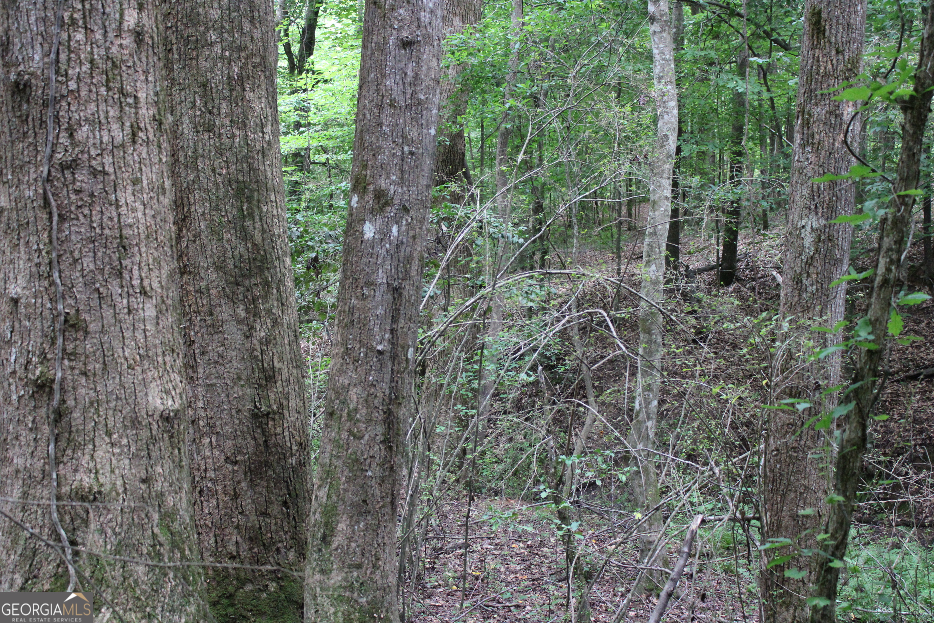2 Garnett Ward Road Hull, GA 30646 - Photo 15 of 24 a view of a forest with a tree