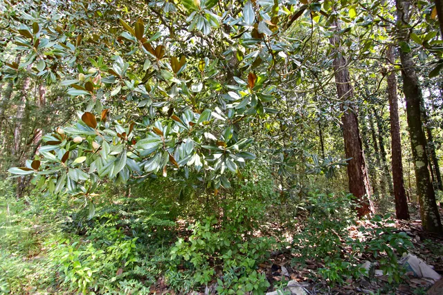 a view of a lake view with a tree