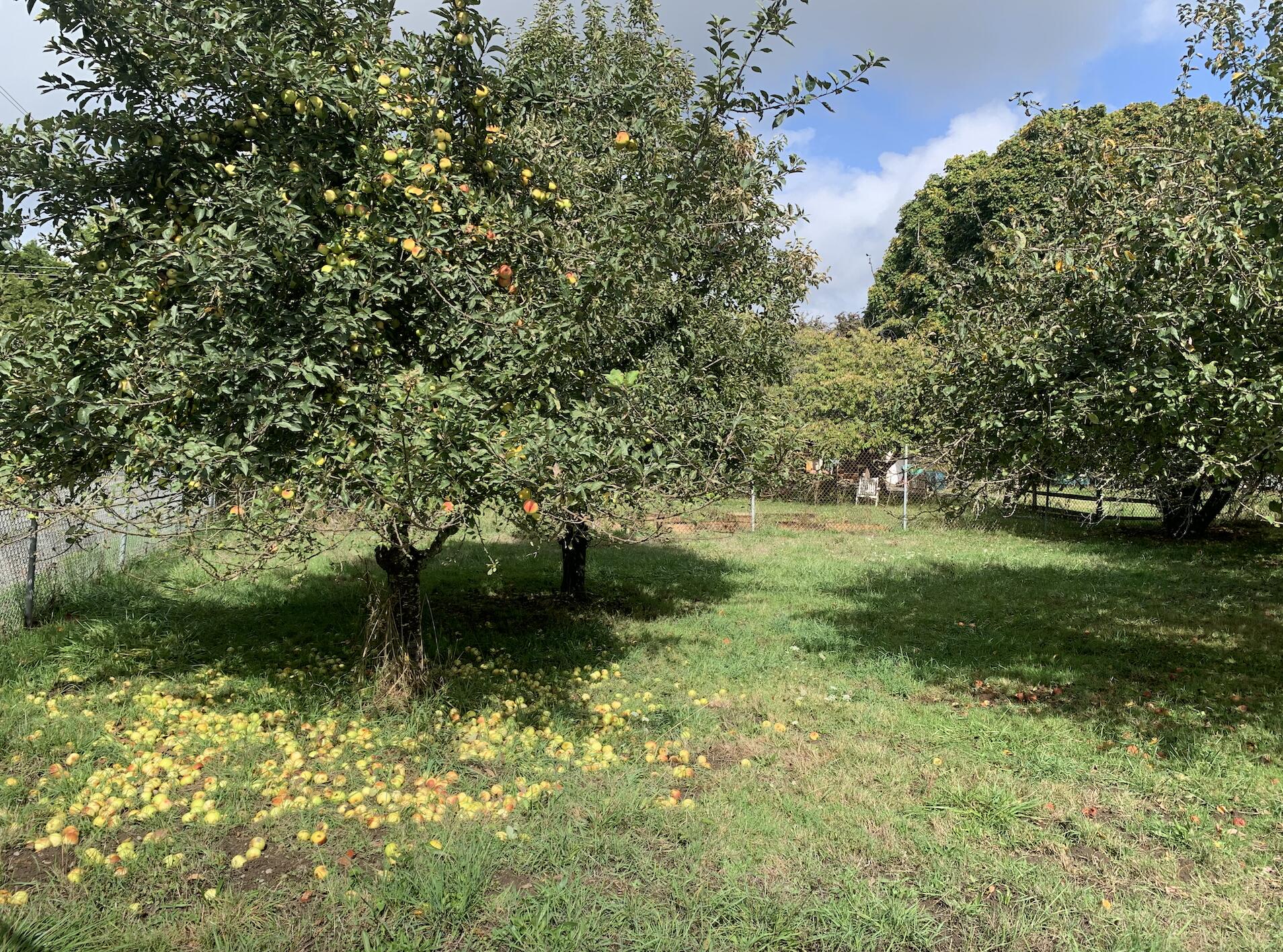 1288 Hatchery Road Arcata, CA 95521 - Photo 10 of 21 orchard 2