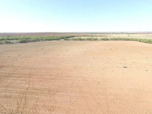 a view of a dry yard