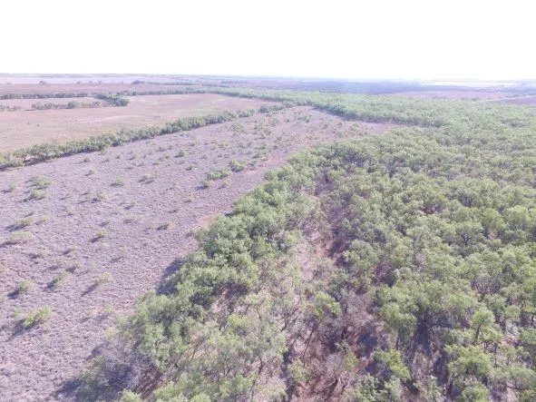 a view of a field with a tree
