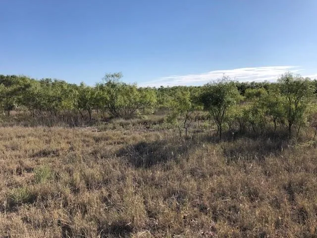 a view of a forest with a tree