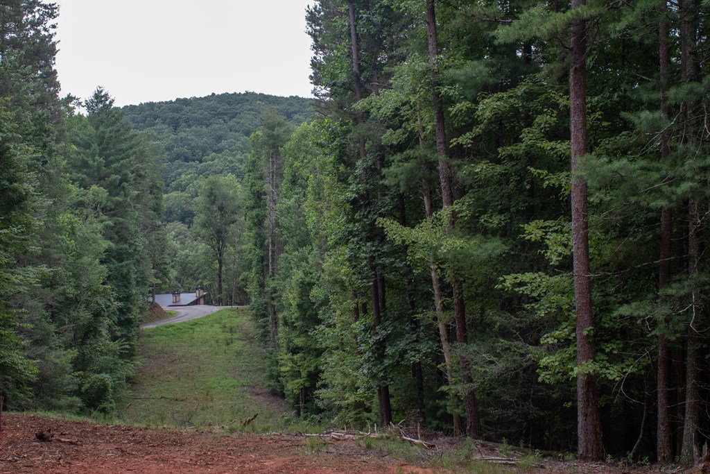 1 Clay's Way Cherry Log, GA 30522 - Photo 3 of 11 a view of a forest with a street