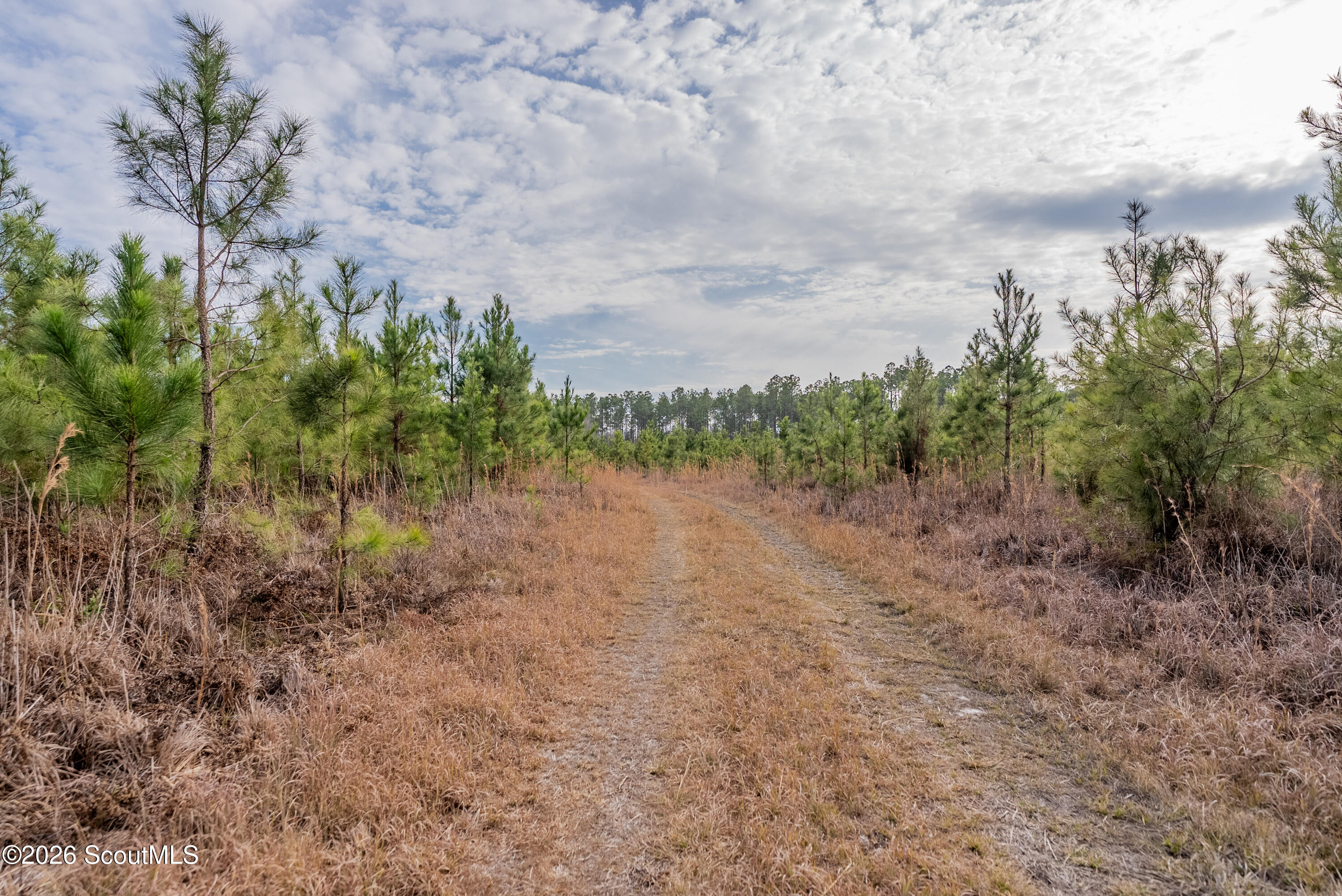 0 Reddish Road Odum, GA 31555 - Photo 35 of 46 230-AC-REDDISH-ODUM-34