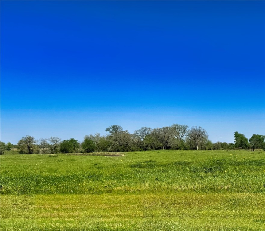 a view of a grassy field with trees