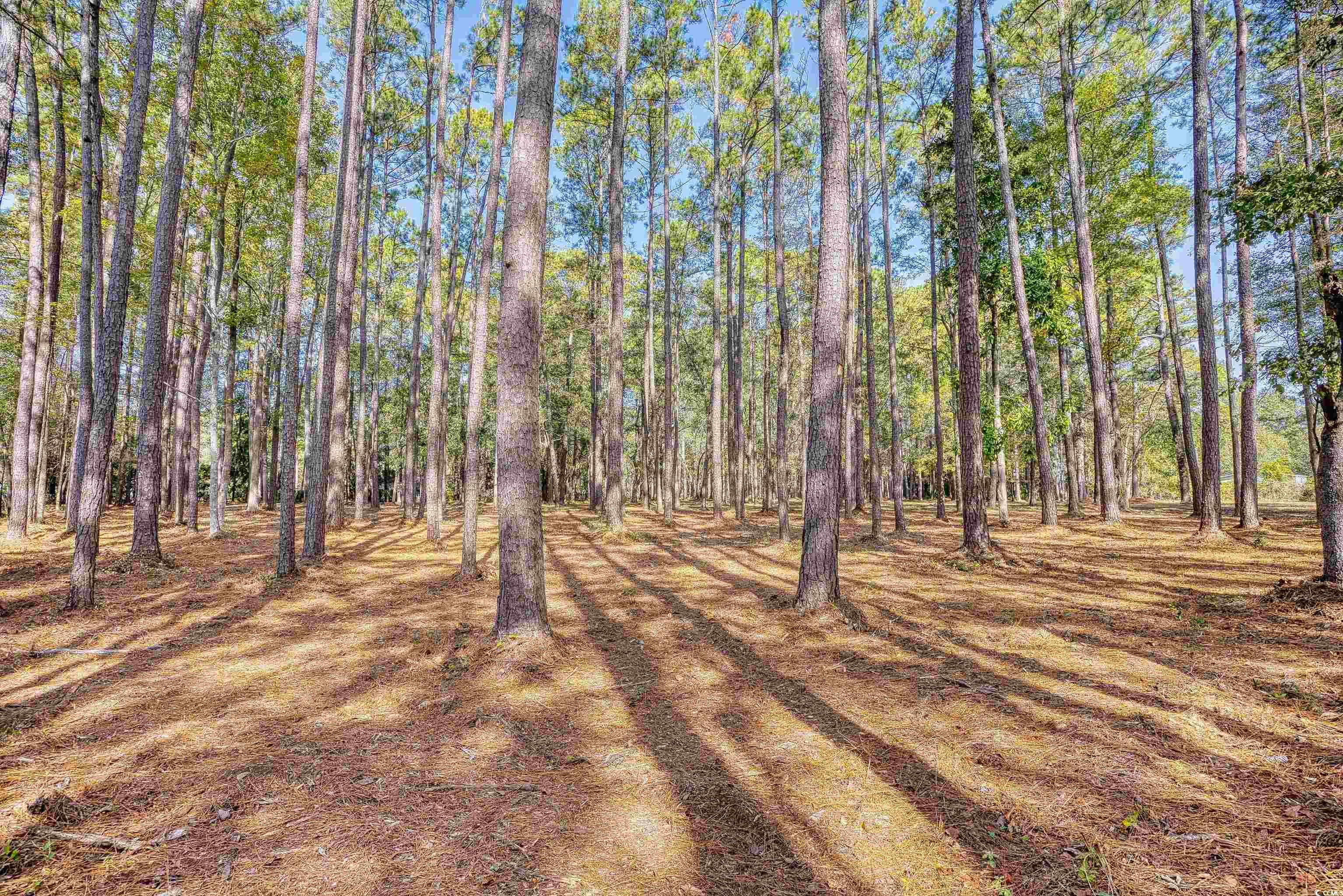 4250 Lilac Road Myrtle Beach, SC 29588 - Photo 13 of 36 View of yard featuring a forest view