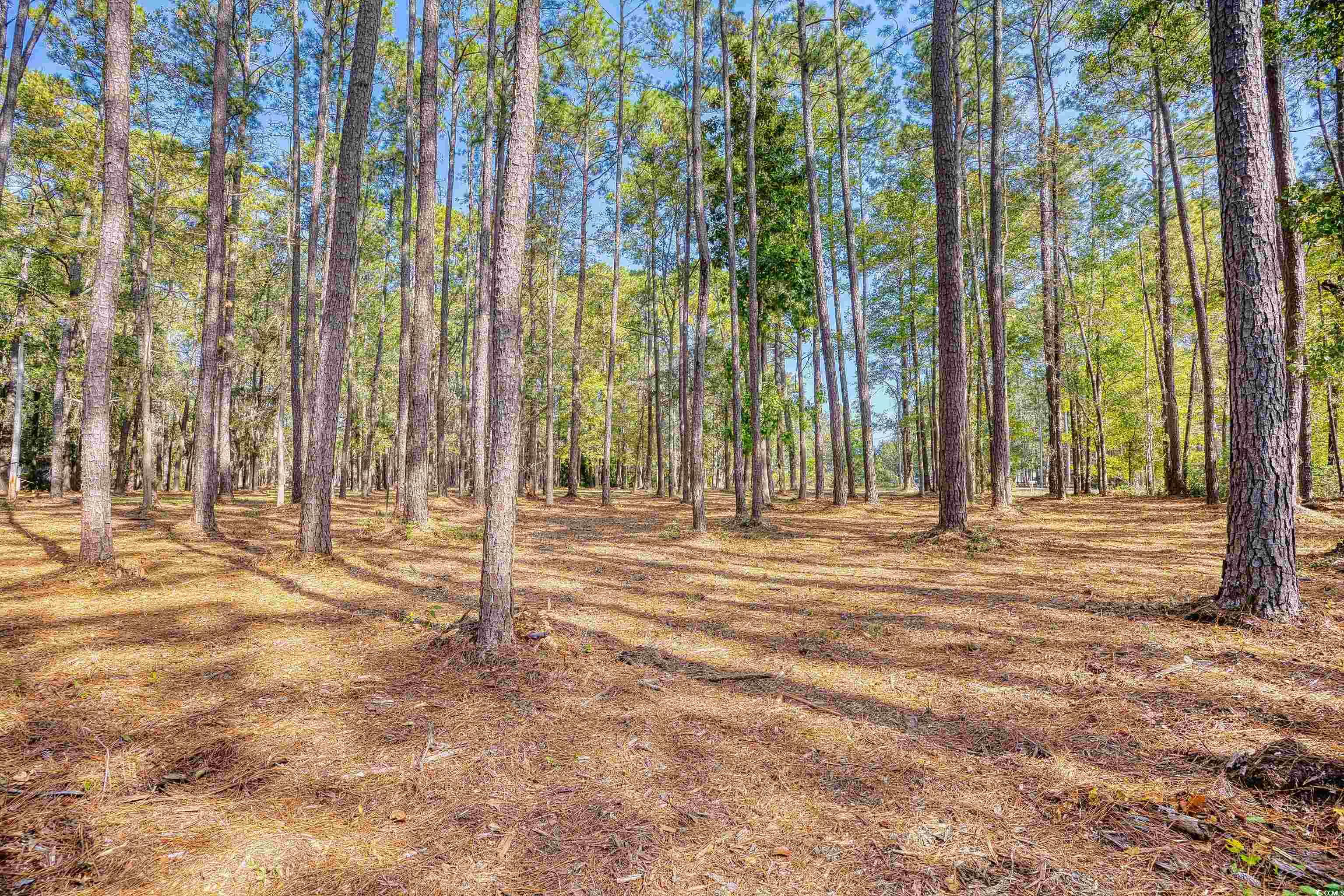 4250 Lilac Road Myrtle Beach, SC 29588 - Photo 14 of 36 View of tree filled area
