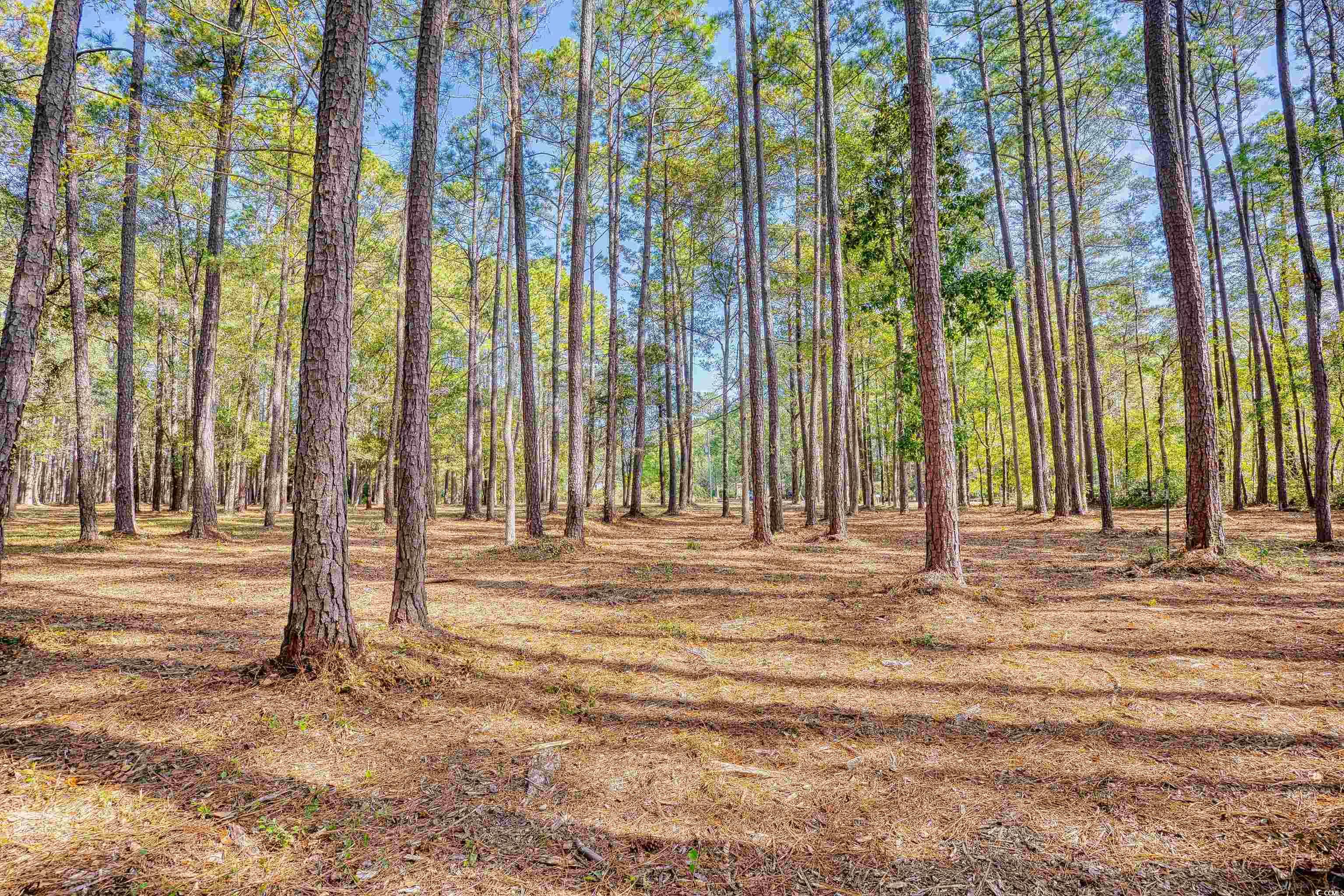 4250 Lilac Road Myrtle Beach, SC 29588 - Photo 15 of 36 View of wooded area