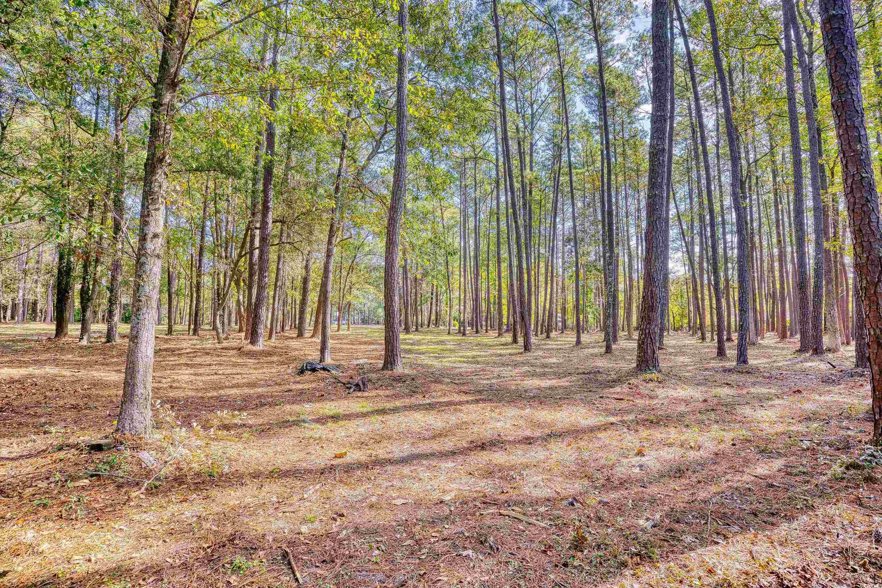 4250 Lilac Road Myrtle Beach, SC 29588 - Photo 17 of 36 View of woods