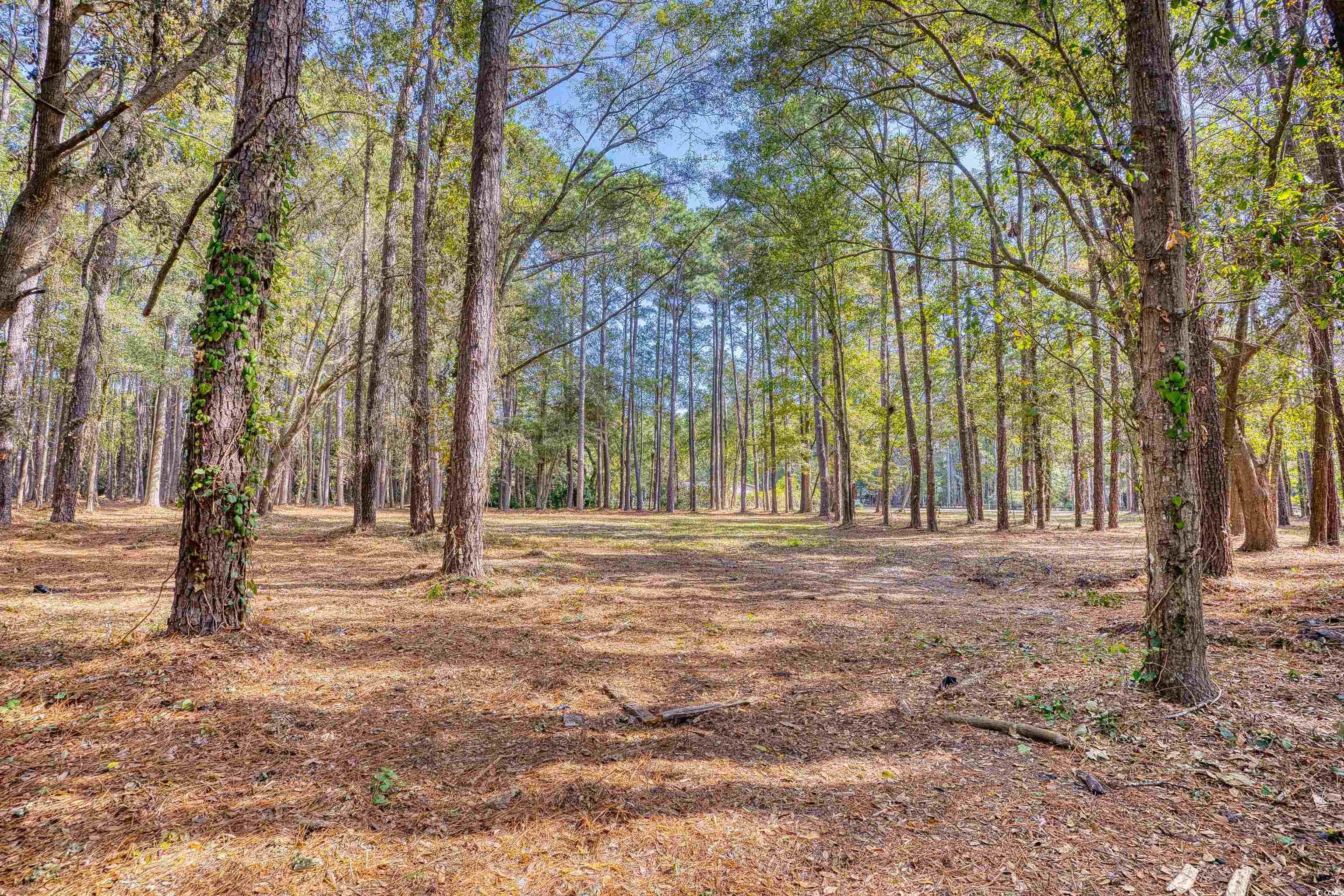 4250 Lilac Road Myrtle Beach, SC 29588 - Photo 19 of 36 View of tree filled area