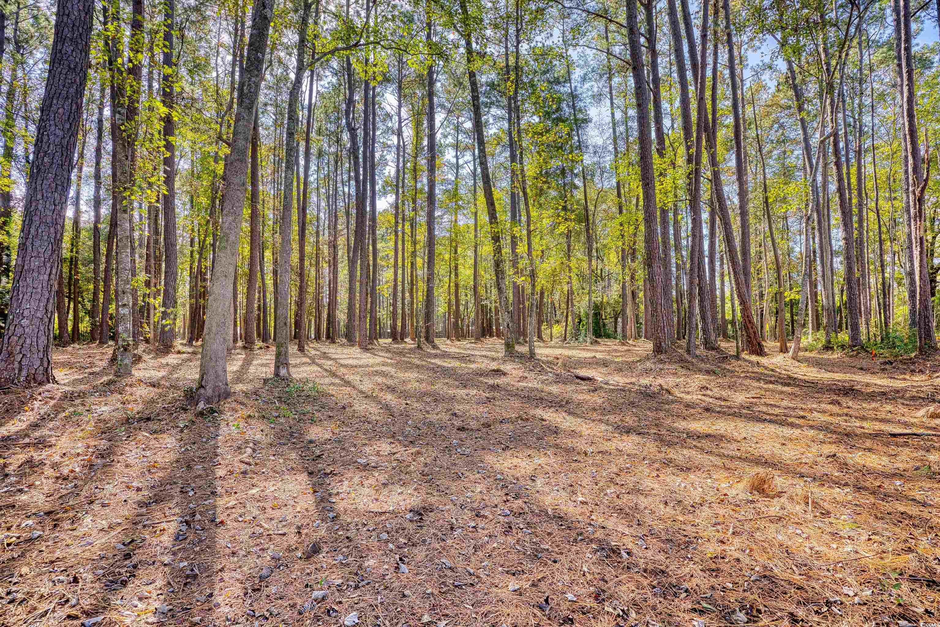 4250 Lilac Road Myrtle Beach, SC 29588 - Photo 23 of 36 View of woods