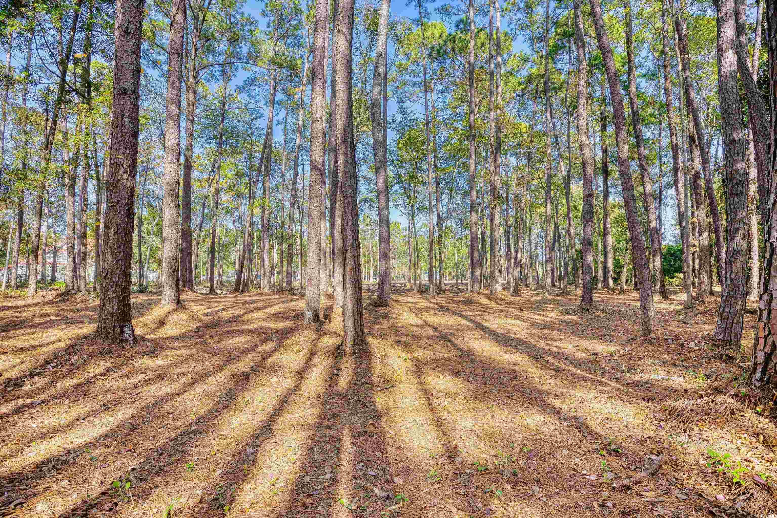 4250 Lilac Road Myrtle Beach, SC 29588 - Photo 24 of 36 View of yard featuring a wooded view