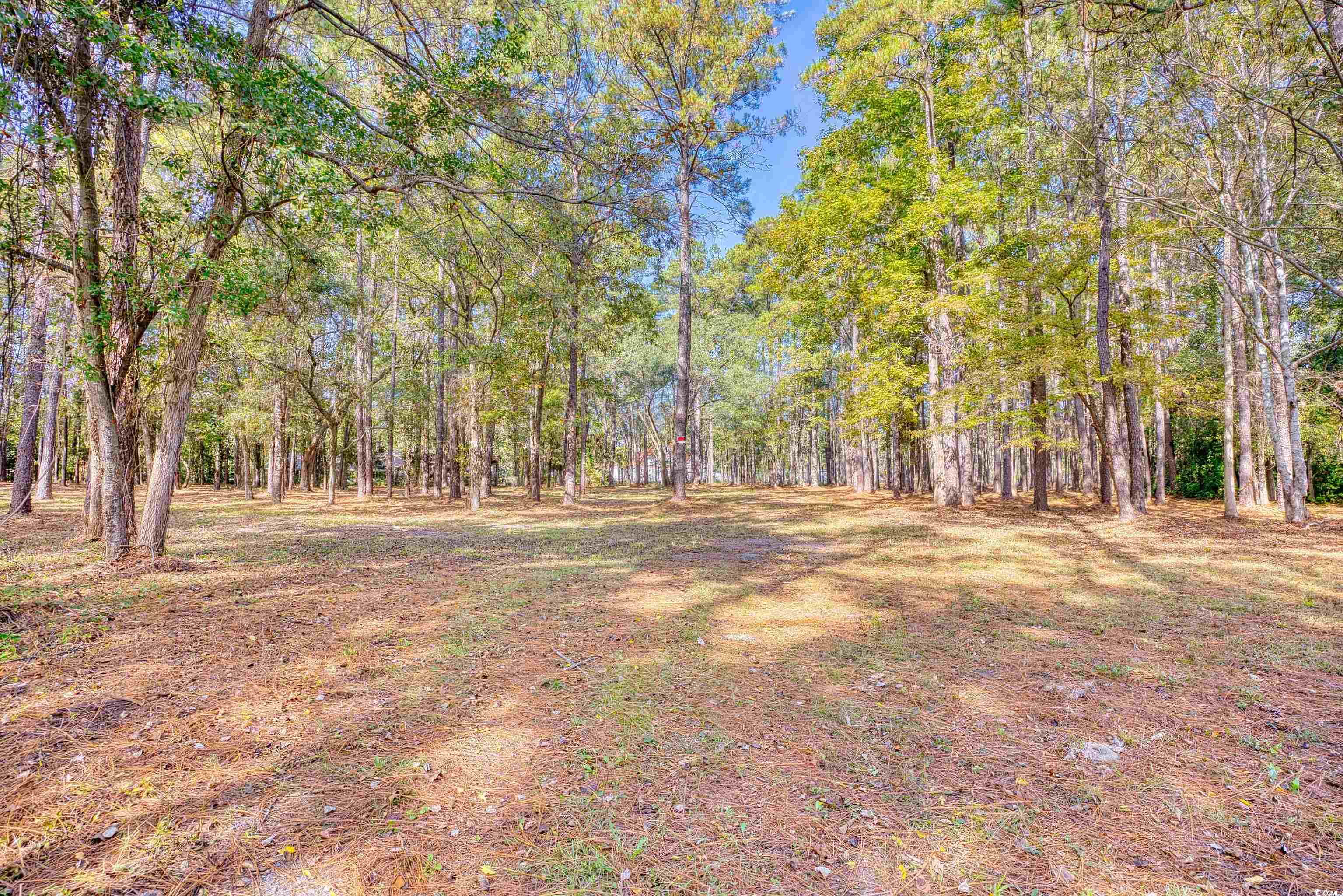4250 Lilac Road Myrtle Beach, SC 29588 - Photo 31 of 36 View of yard featuring a view of trees