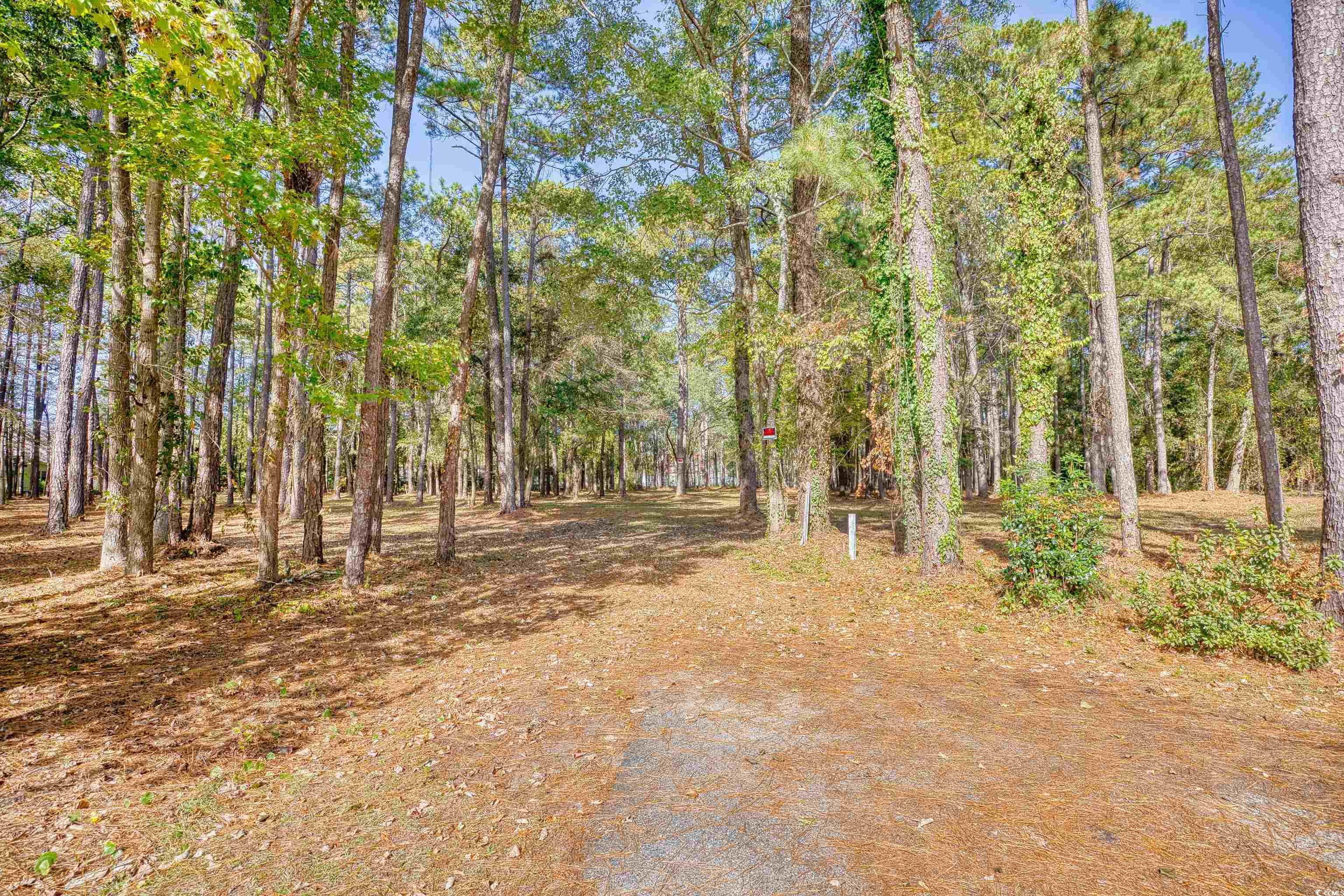 4250 Lilac Road Myrtle Beach, SC 29588 - Photo 5 of 36 View of street with a forest view