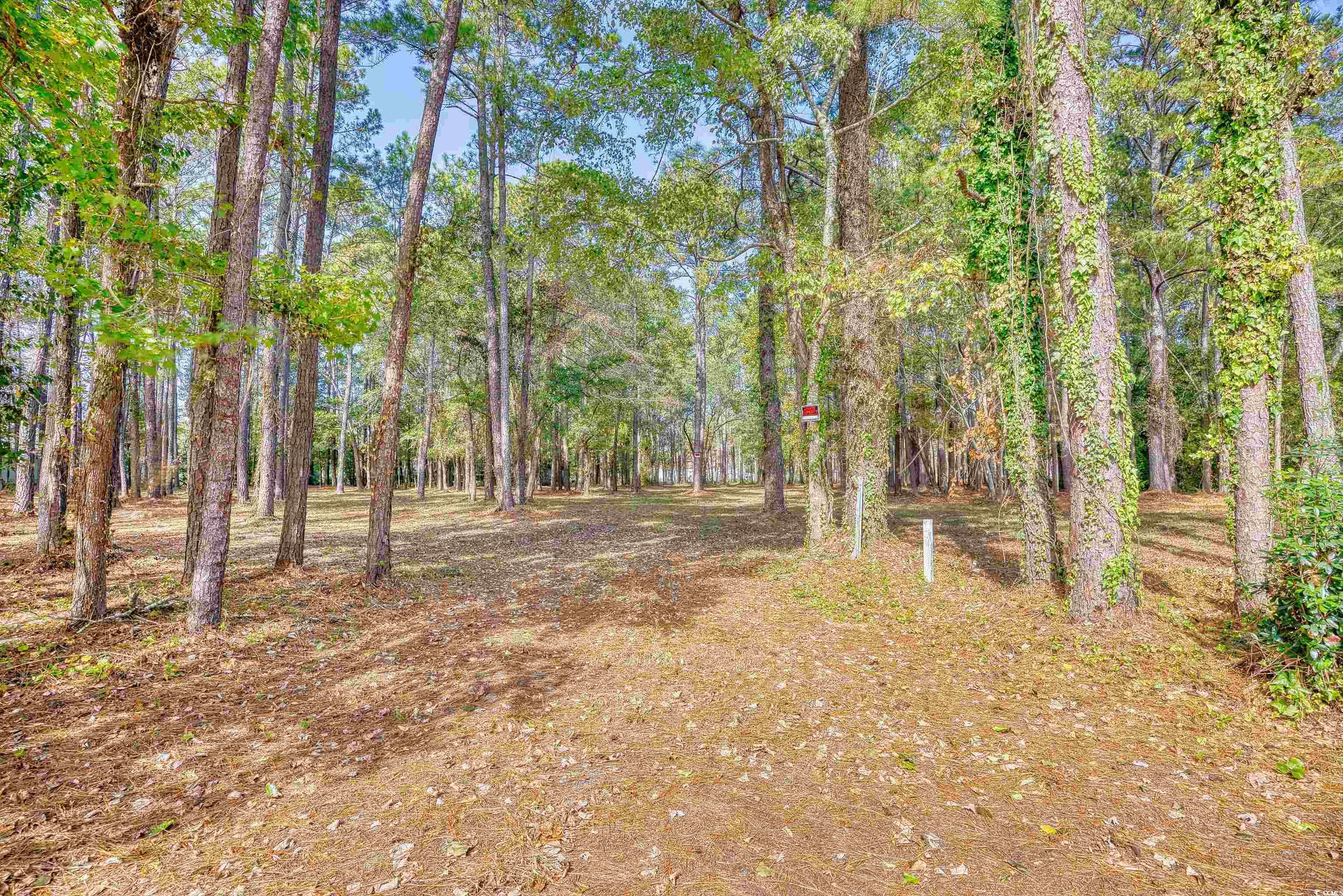 4250 Lilac Road Myrtle Beach, SC 29588 - Photo 6 of 36 View of woods