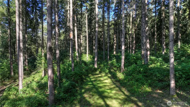 a view of a lush green outdoor space with a mountain