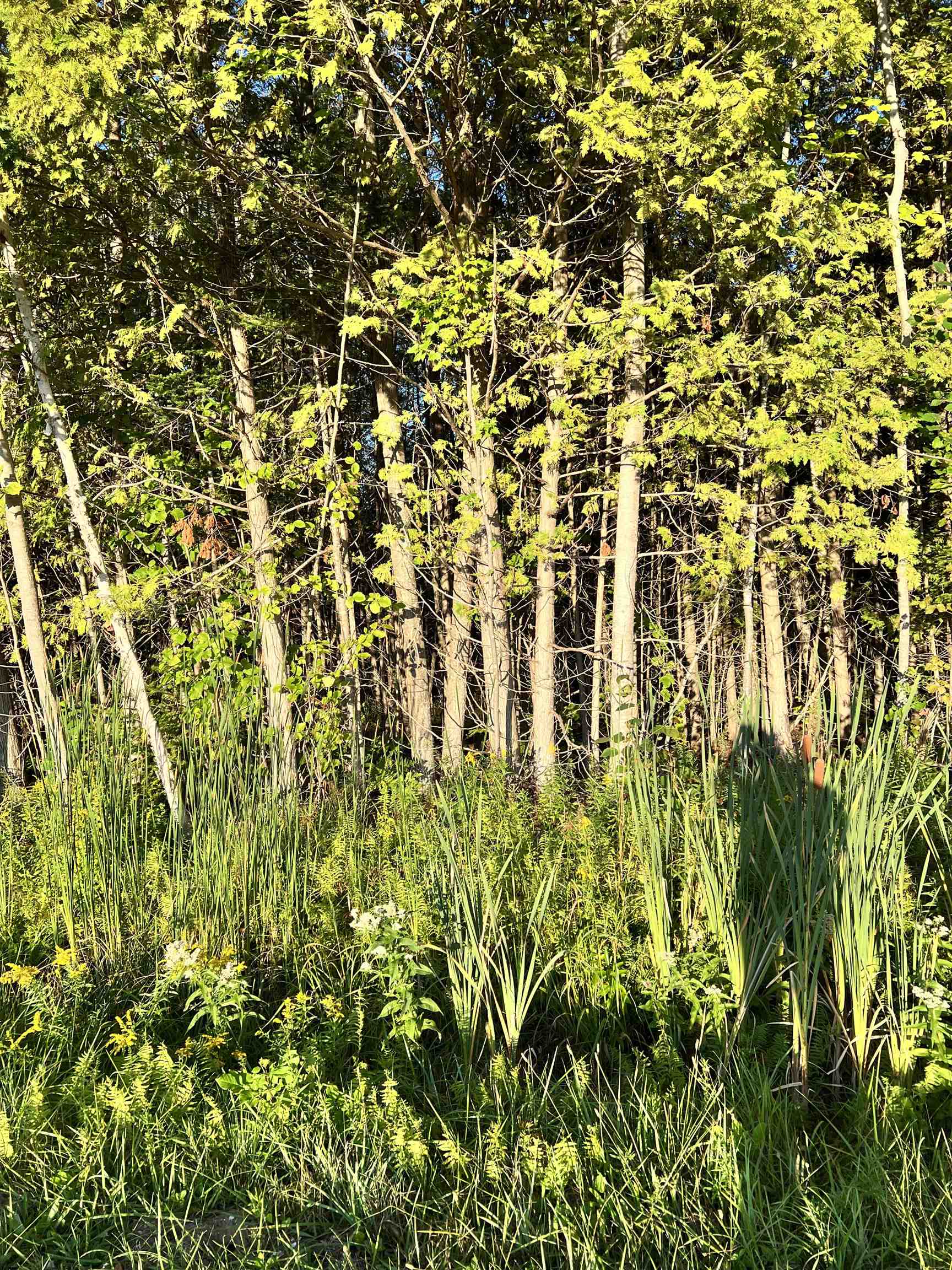083-10 Swamp Road Beulah, MI 49617 - Photo 3 of 7
