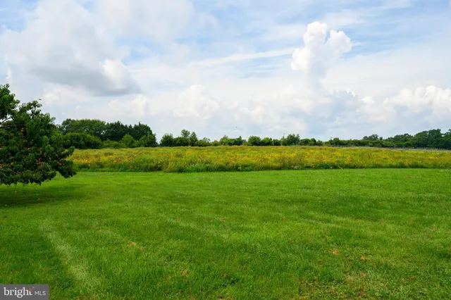 a view of a big yard with a large trees