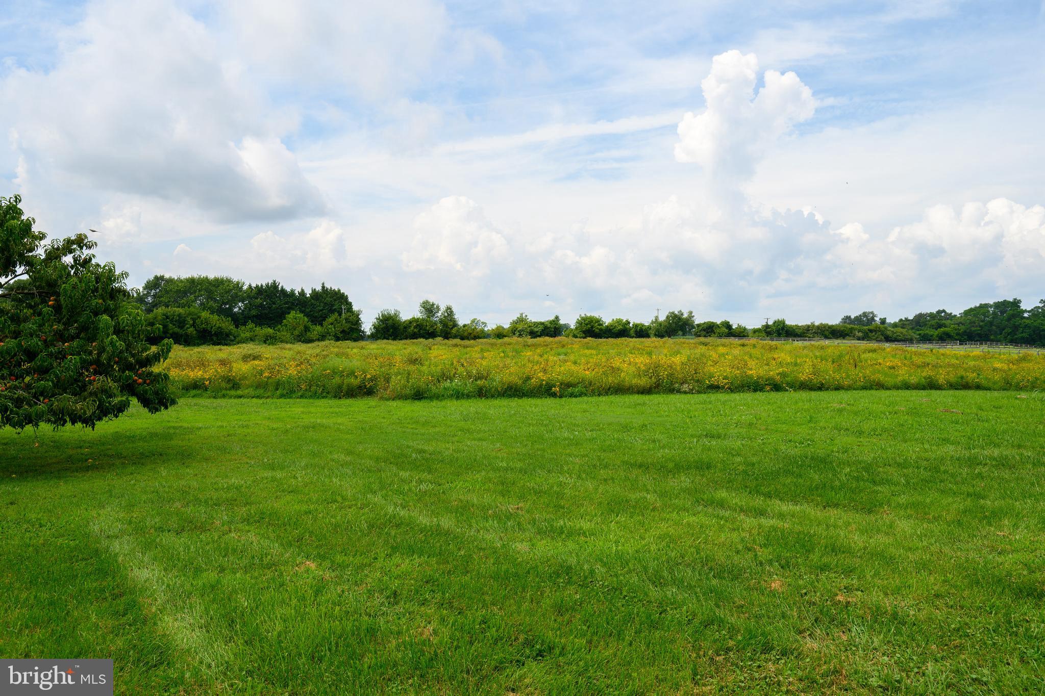 13699 Still Pond Road Still Pond, MD 21667 - Photo 13 of 55 a view of a big yard with a large trees