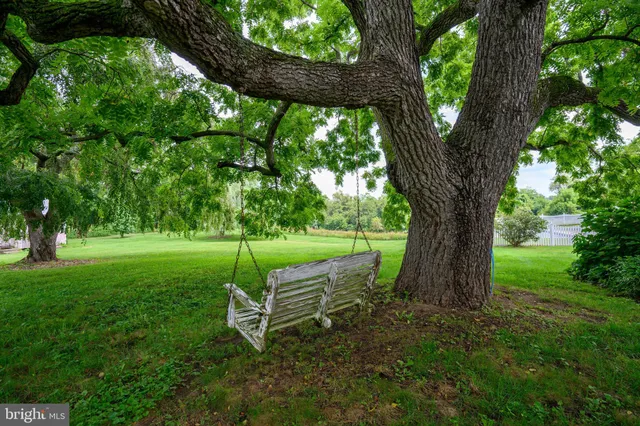 a view of a garden with a tree