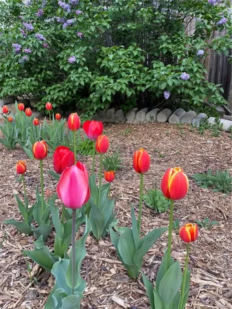 $600,000 | 6202 West 93rd Avenue, Westminster, CO 80031