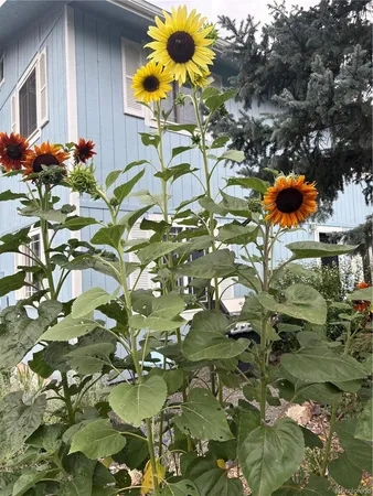 $600,000 | 6202 West 93rd Avenue, Westminster, CO 80031