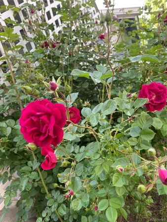 $600,000 | 6202 West 93rd Avenue, Westminster, CO 80031