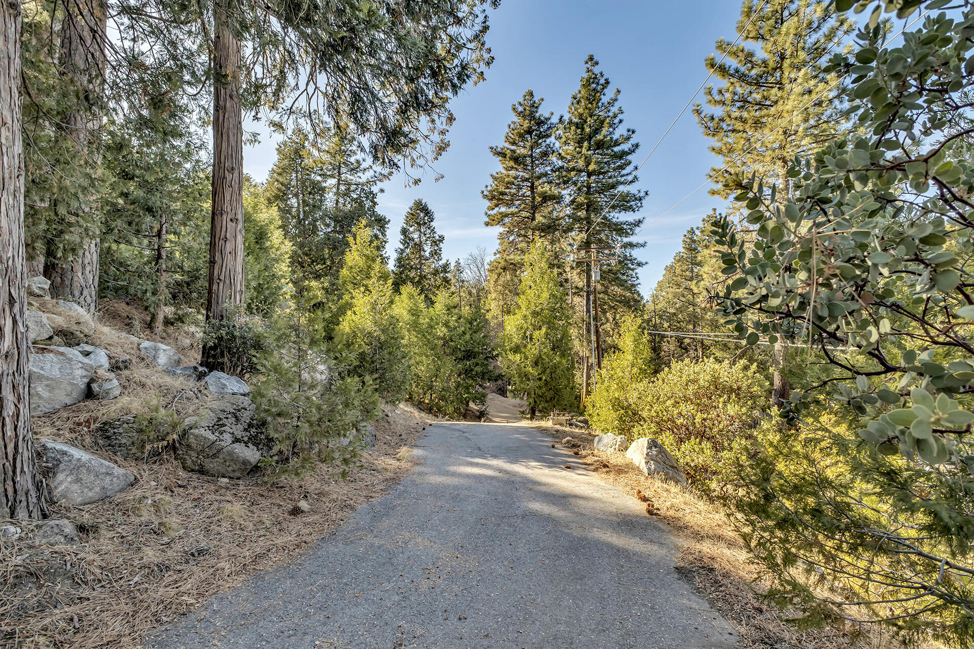 53071 Middleridge Drive Idyllwild, CA 92549 - Photo 48 of 50 a view of a forest with trees