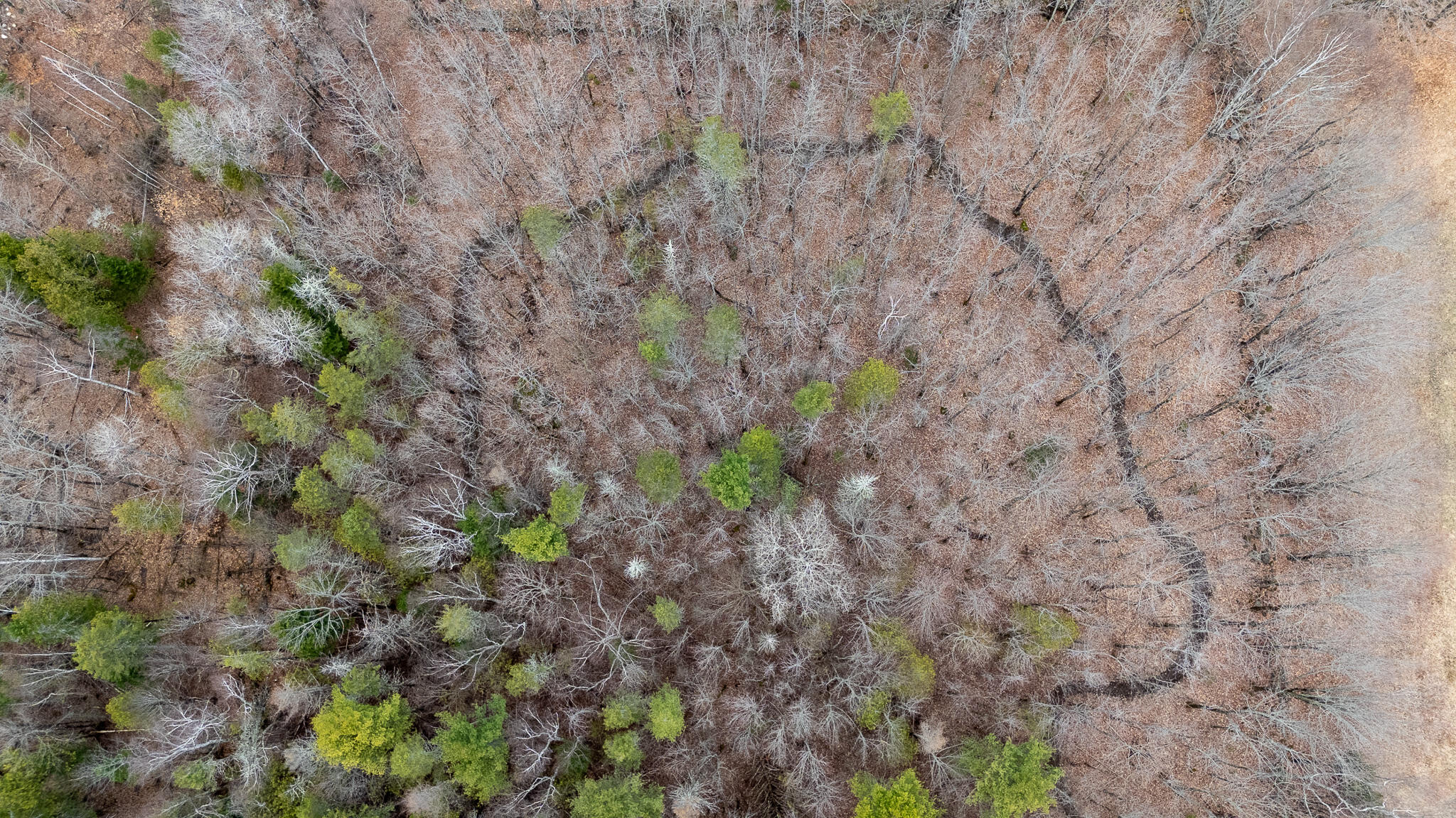 317 Milo Road Sebec, ME 04481 - Photo 71 of 78 DJI_20260415141528_0050_D