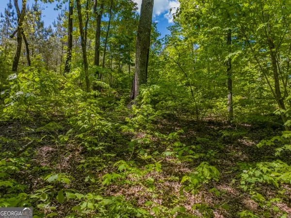 a view of a lush green forest