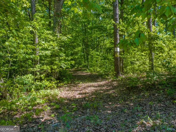 a view of a forest with a tree