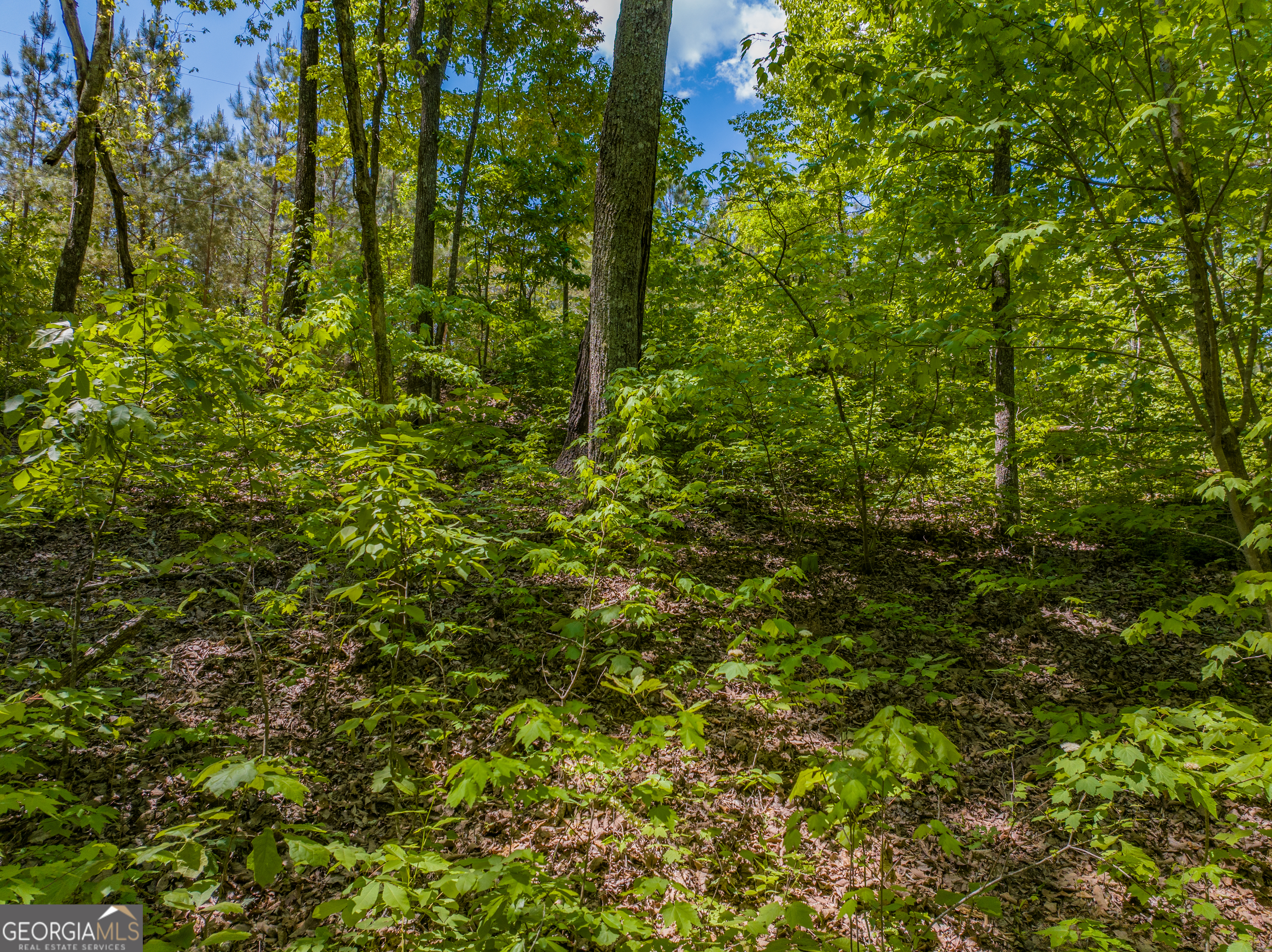 16-acres Gun Club Road Buchanan, GA 30113 - Photo 12 of 16 a view of a lush green forest