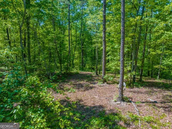 a view of a forest with trees in the background