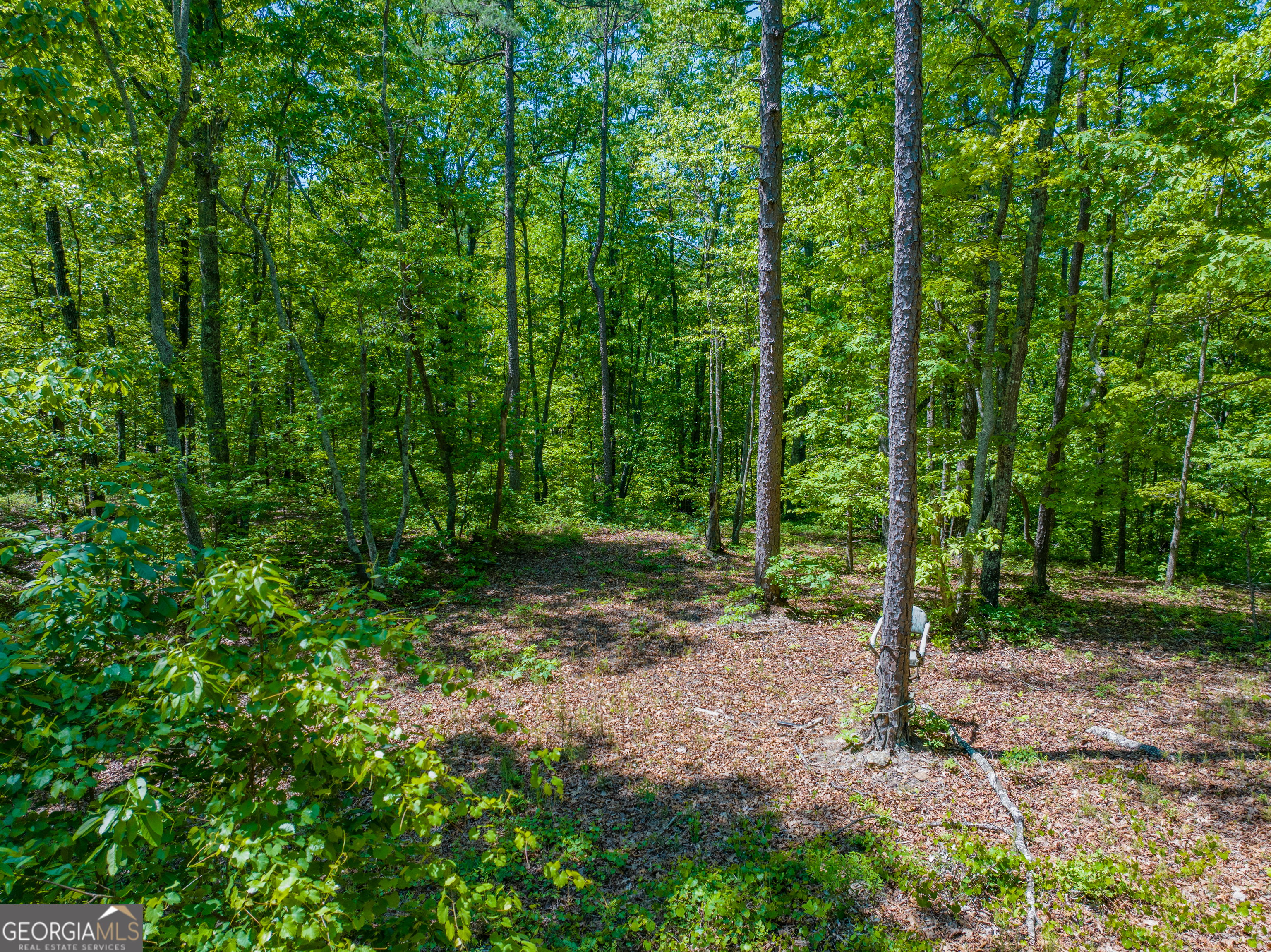 16-acres Gun Club Road Buchanan, GA 30113 - Photo 14 of 16 a view of a forest with trees in the background